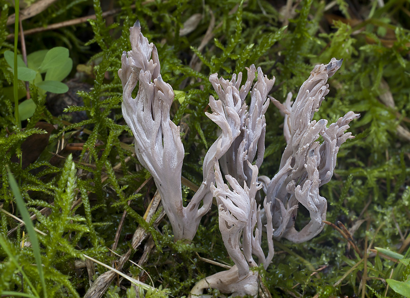 Clavulina cinerea